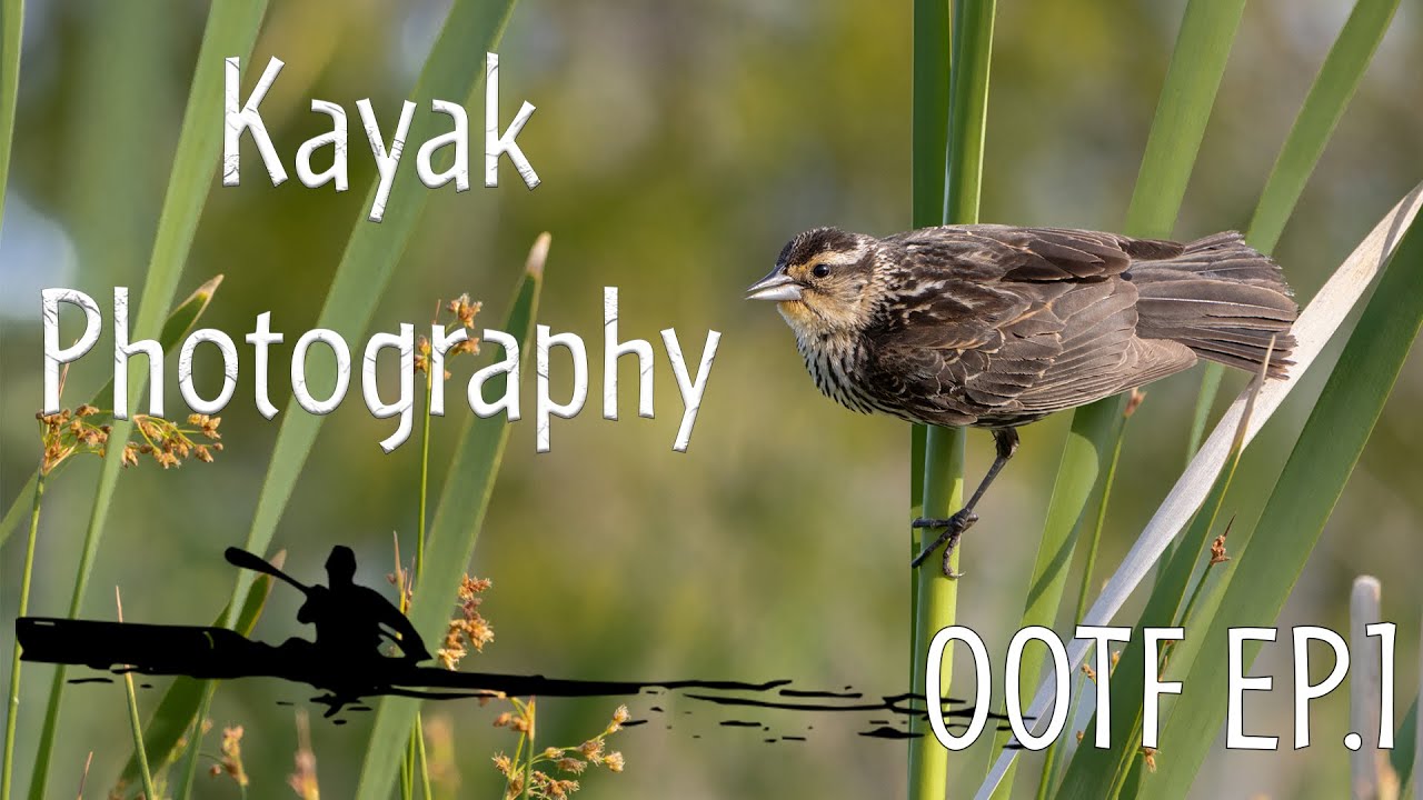 I Tried Wildlife Photography from a Kayak Here’s what I Learned (Out