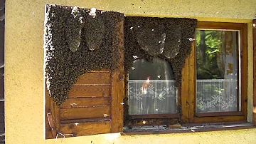 Proč jsou včely důležité pro životní prostředí?