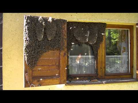 Video: Jak Nakupovat Včely V Roce