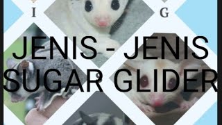 JENIS - JENIS SUGAR GLIDER DI INDONESIA sugarglider hewanlucu hewanpeliharaan hewanternak