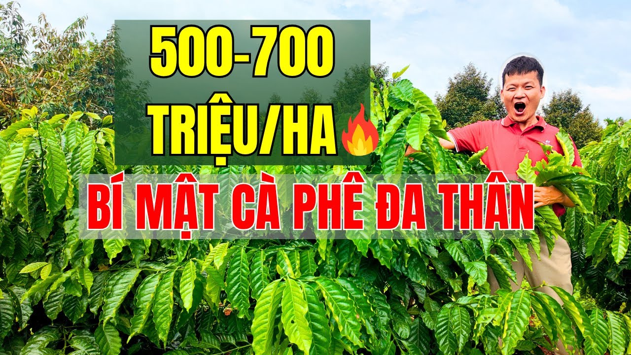 Cách Mạng Cà Phê ĐA THÂN - Bí Mật Đưa 1ha Lên 500-700 Triệu/Năm.