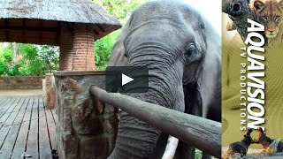 The Elephants that came to Dinner at Mfuwe Lodge, Zambia 🐘🏨