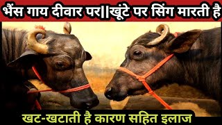 भैंस गाय दीवार पर||खूंटे पर सिंग मारती है||खट-खटाती है कारण सहित इलाज||Buffalo Cow Horn Problem Solv screenshot 2