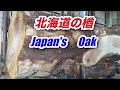 北海道の楢・Hokaido.Japan's Oak Sawing!!