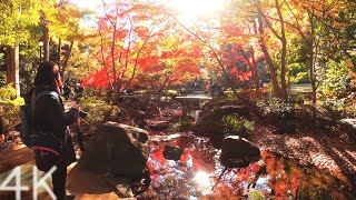 4kautumn Leaves In Otaguro Park Koto Performance Lighting Up  Tokyo Japan
