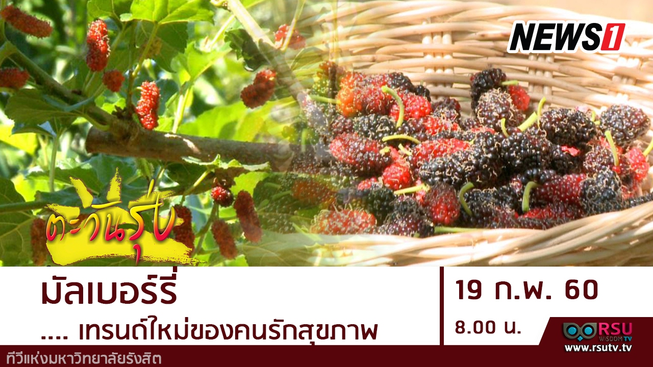 ตะวันรุ่ง : สายสุนีย์ สุวรรณดี ชวนปลูก มัลเบอร์รี่...เทรนด์ใหม่ของคนรักสุขภาพ