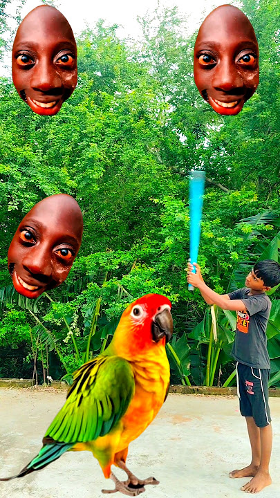 Rounding Tenge boy to Duck, Peacock, Pigeon & Parrot - Birds names magic video