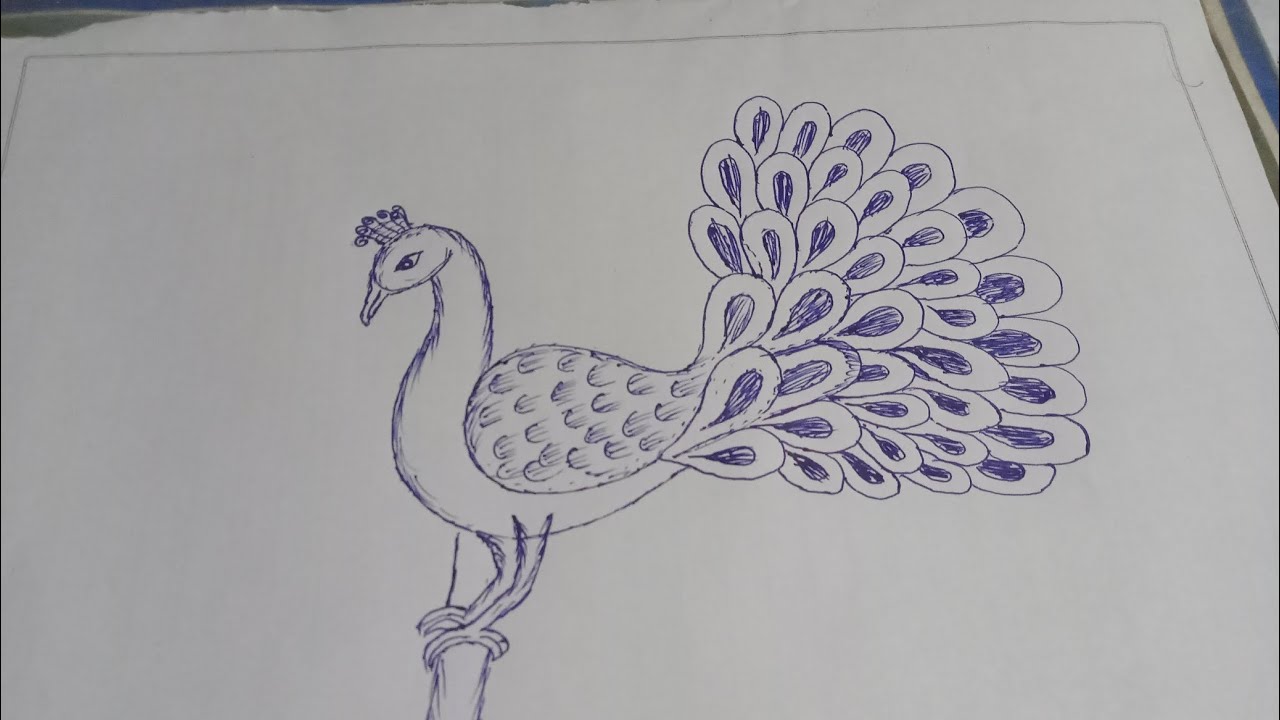 easy to draw beautiful peacock 🦚||drawing simple and easy step by step ...