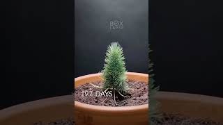 Over 600 Days In One Minute, Pine Plant, Wonder Of Life Seed