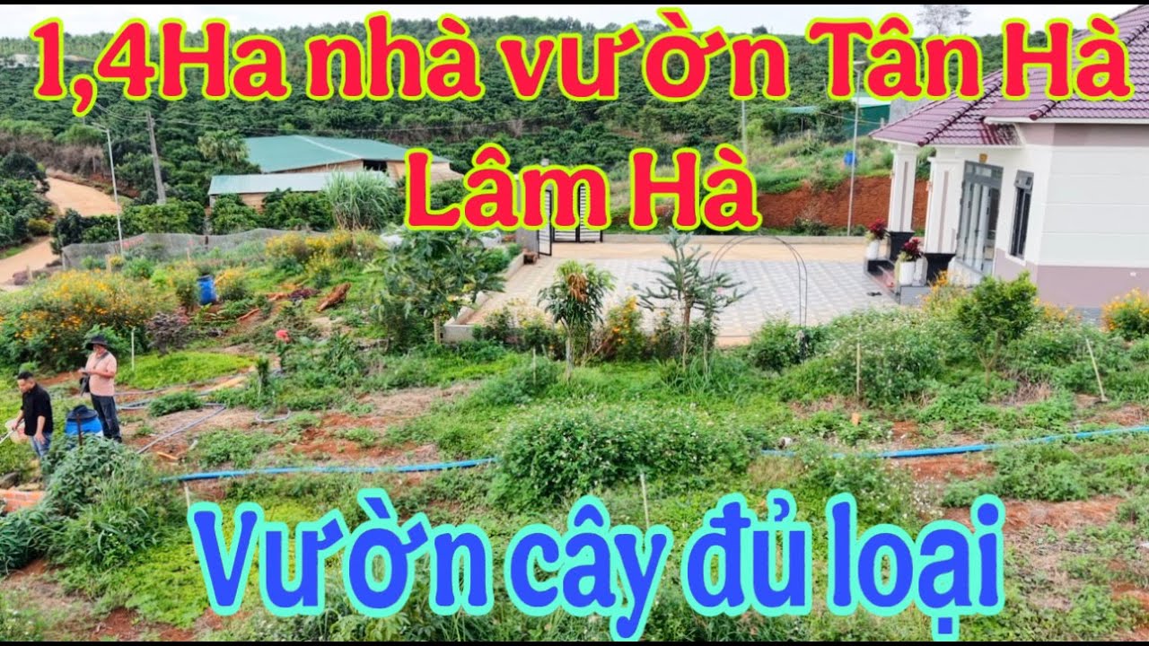 Siêu Phẩm 14.000m²: Biệt Thự Mái Nhật & Vườn Trái Cây Đa Dạng – Thiên Đường Nghỉ Dưỡng ven Đà Lạt.