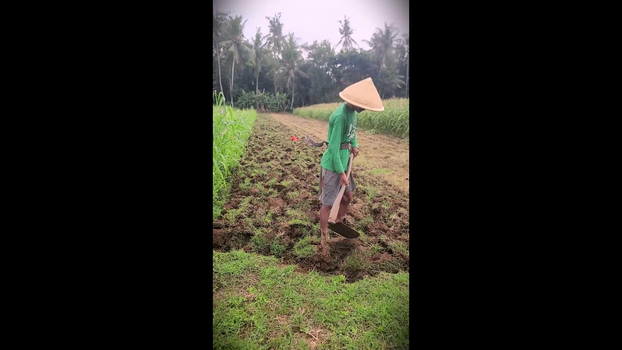 Soil Preparation: Manual Tilling for Peanut Planting Season 