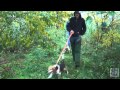 2012 UKC Hunting Beagle World Championship の動画、YouTube動画。