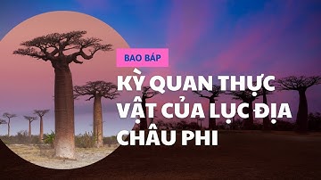 Cây Bao Báp - Kỳ Quan Thực Vật Của Lục Địa Châu Phi | KIẾN THỨC HÔM NAY