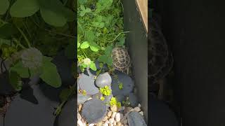 #tortoise #babytortoise #cute