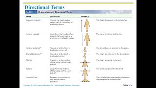 L 1 introduction of Anatomy