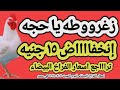 اسعار الفراخ البيضاء اليوم سعر الفراخ البيضاء اليوم السبت ٧ ٢ ٢٠٢٦ في مصر جمله وقطاعي