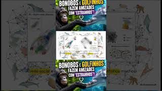 Bonobos e golfinhos fazem amizades com “estranhos”! (Parte 5)
