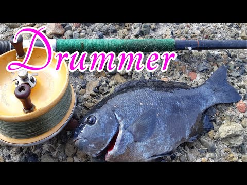 Catching Drummer (Rock Blackfish) 