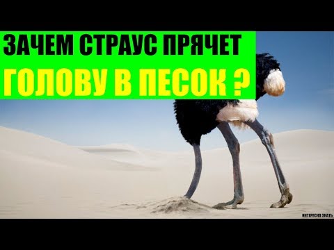 Зачем страус прячет голову в песок?