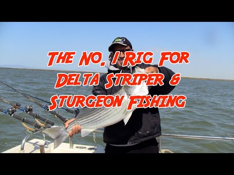 The No. 1 Rig For Delta Striper & Sturgeon Fishing 