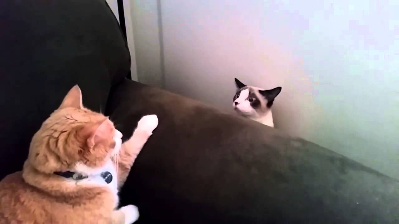 Kedi Maması Nasıl Saklanır Kedi Maması Nasıl Saklanır
