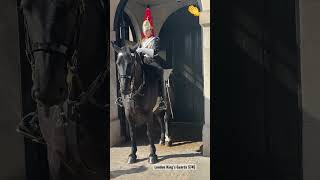 BEAUTIFUL SCENE! Woman Takes a Picture With the Royal Hors