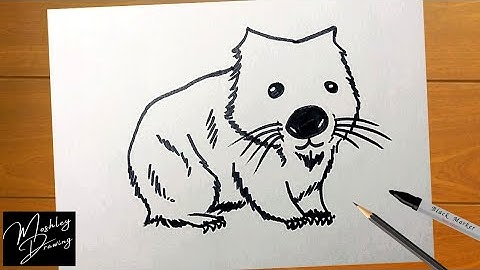 How to Draw a Wombat Easy Step by Step