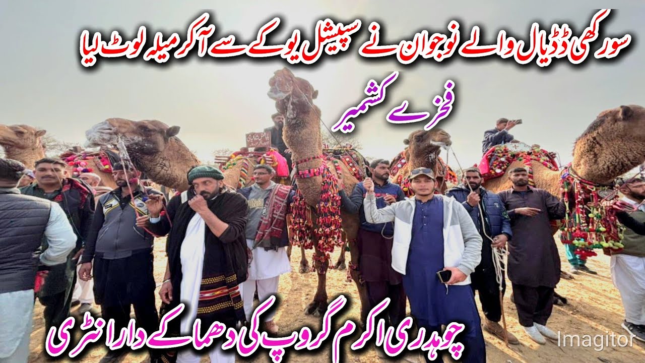The Biggest Festival in the History of Surakhi Dadyal🐫 | Pothwar Camel Mela 2026 |Kalyam Sharif Mela