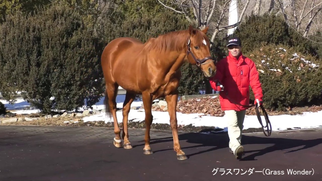 グラスワンダー Grass Wonder ビッグレッドファーム種牡馬展示会 Youtube