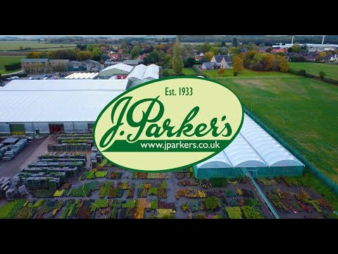Video: Pyrus „Parker” Condiții de creștere – Îngrijirea perilor Parker