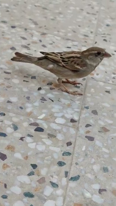 Sparrow Voice