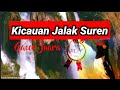 Suara Burung Jalak Suren Buat Masteran Full Gacor Mp3 - Mp4 Download