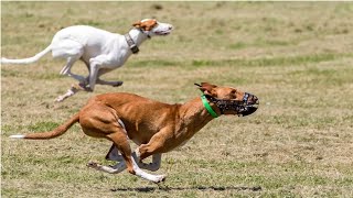 PODENCO CANARIO VS PODENCO IBICENCO, SUR CYNODROME