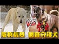 【最凶悍大型犬之戰】中亞牧羊犬 VS 坎高犬 | 屠狼機器 對戰 國寶守護犬！