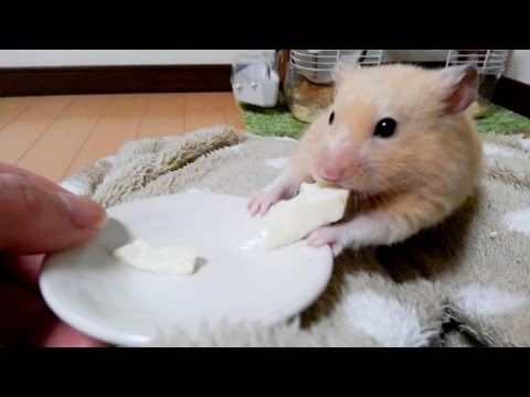funny-hamsters-who-love-tofu-for-the-first-time【funny-&-cute-hamster-make-your-feel-at-ease】