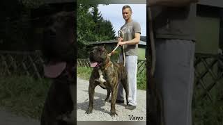 Este Es El PRESA CANARIO Un PPP #shorts #perros #presacanario