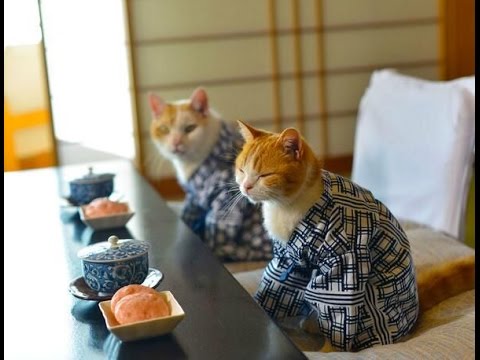 can dogs and cats eat sushi