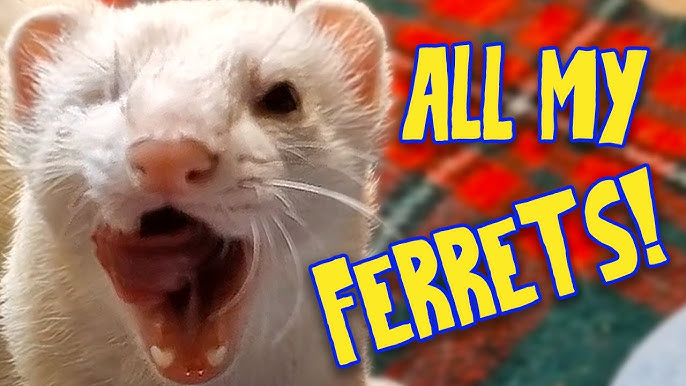 Ferret jinsiy aloqa videolar Ferret jinsiy aloqa videolar