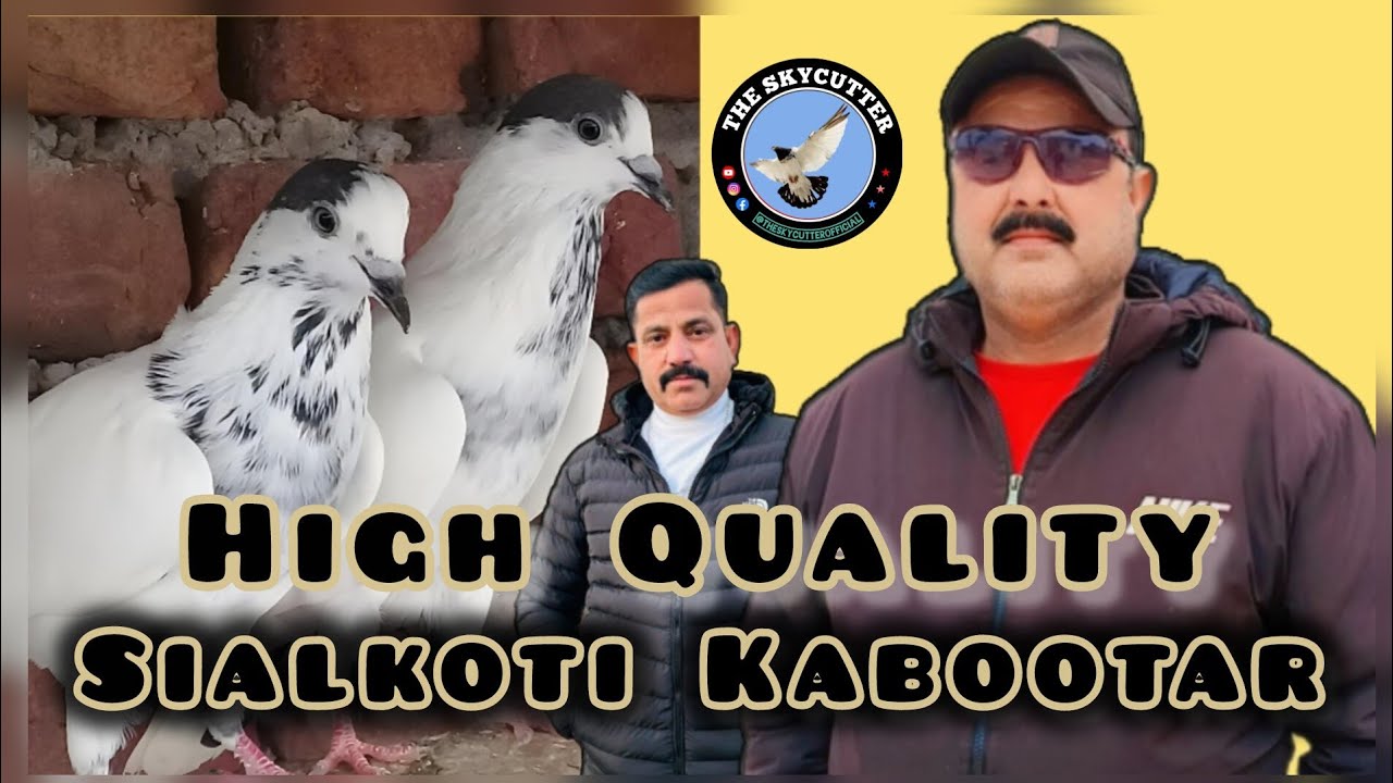 Sialkoti Pigeons collection of Yash Bhai by Aamir 