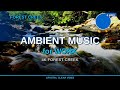 Chillstep Mix - Forest Creek 4K | Serene Focus Music #shorts