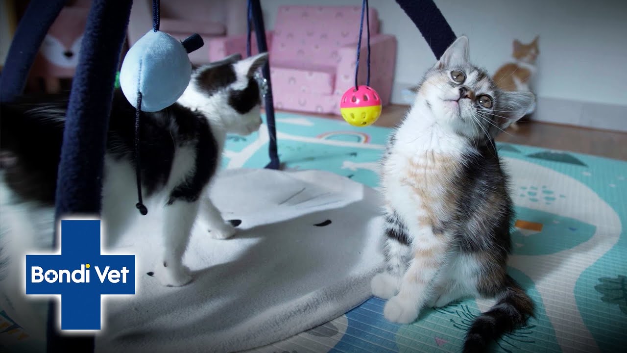 Audrey bottle feeds adorable neonatal kittens! | Bondi Vet 