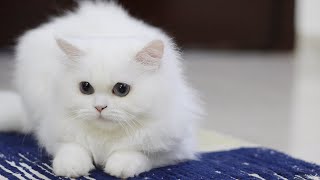 Cute Cats Kittens #kitten #cat #cutecat