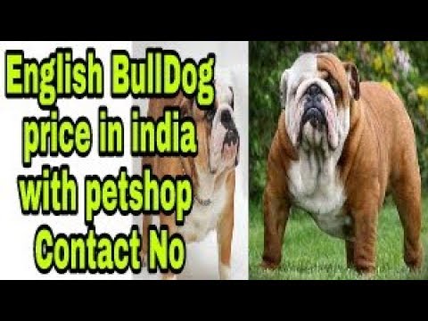 English BullDog price in india with petshop Contact No ...
