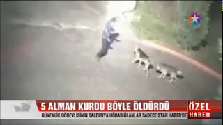 Köpek Dehşeti 5 Alman Kurdu Güvenlik Görevlisini Böyle Öldürdü