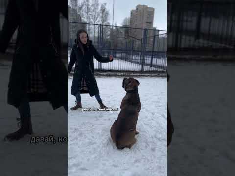 Собака принимает только авторитетного хозяина, Соломон это доказал😅😅😅 #канекорсо #дрессировка