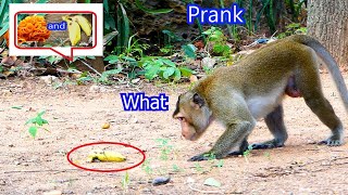 Prank Monkey by Rubber band and banana Super Funny