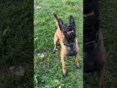 Ну дай палочку хозяин. Бельгийская овчарка Кайман малинуа играет #шортс #малинуа #бельгийскаяовчарка
