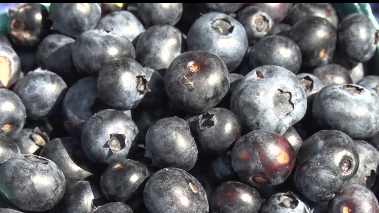 Lake Blueberry Festival YouTube
