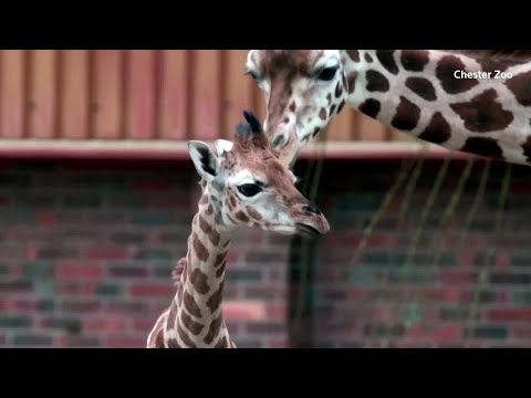 Wideo: Pet Scoop: Zaginiona żyrafa Łydka ponownie połączona z mamą, plotka powraca z Westminster