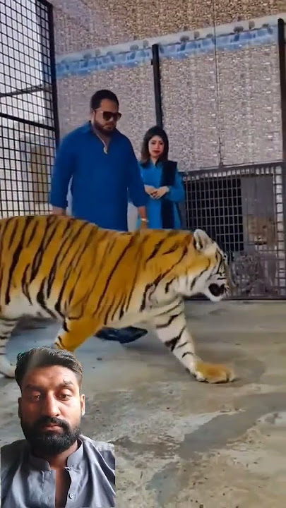 #tiger #animals #lion #funny #pets #youtube #tamed #africanlion #wildlife #miansaqib